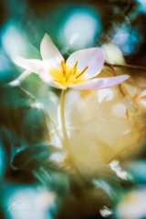 Fn206024004-Kleine Tulpe im Sonnenschein